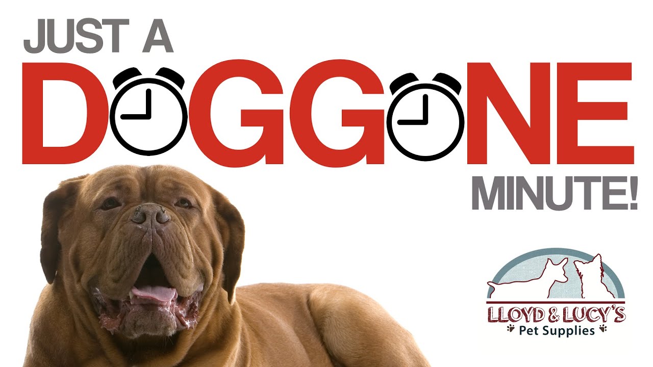 Are NSAIDs dangerous for dogs?