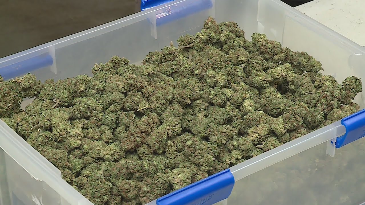 Illinois marijuana sales top $130M in March