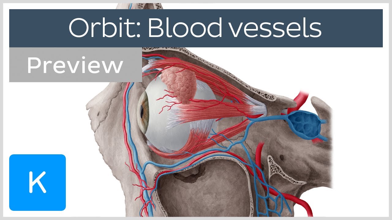 Overview of blood vessels of the orbit (preview) - Human Anatomy |&nbsp;Kenhub