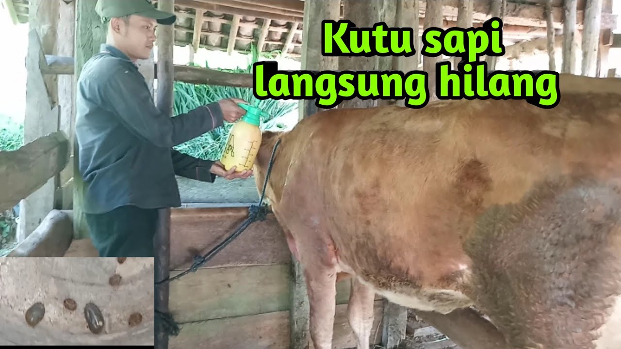 sapi banyak kutu nya‼️jangan panik ini dia cara mengobati nya