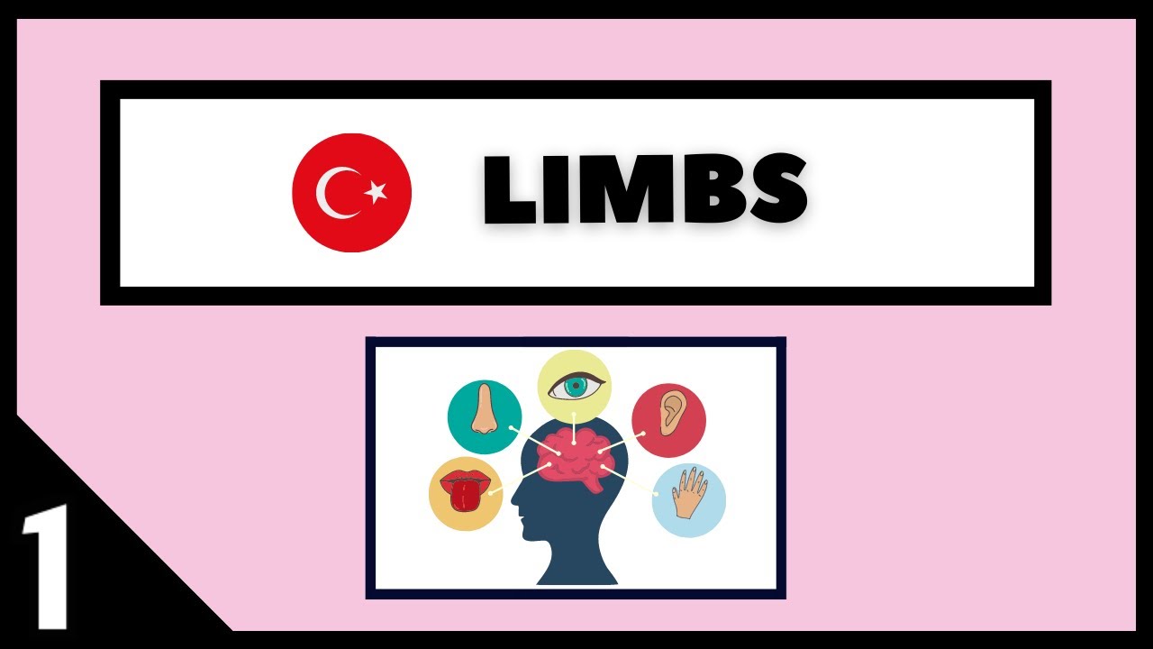Limbs 1- Learn Turkish with Audio!