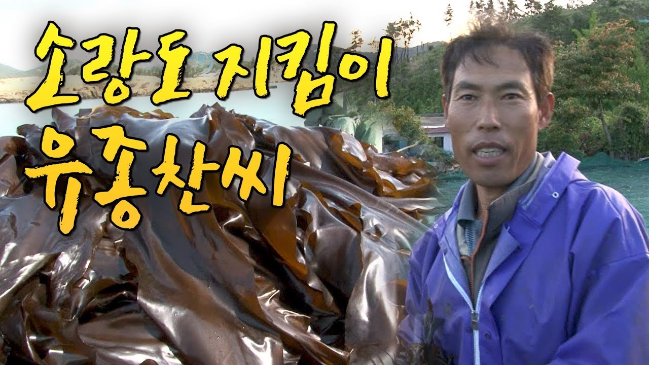 소랑도 지킴이 어촌계장 유종찬씨 #다시마 #완도 [Korea Island]