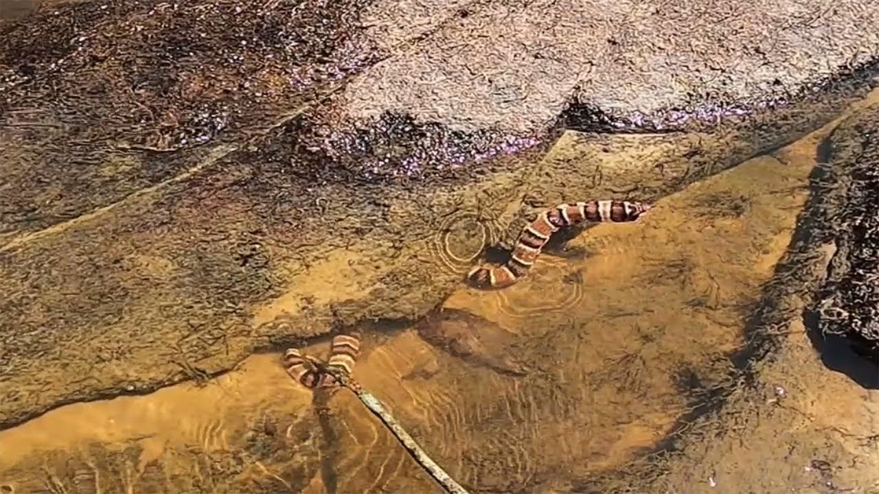 PERIGO ESCONDIDO, SAIO DA TOCA, DEU O BOTE E MORDEU! Pescaria.