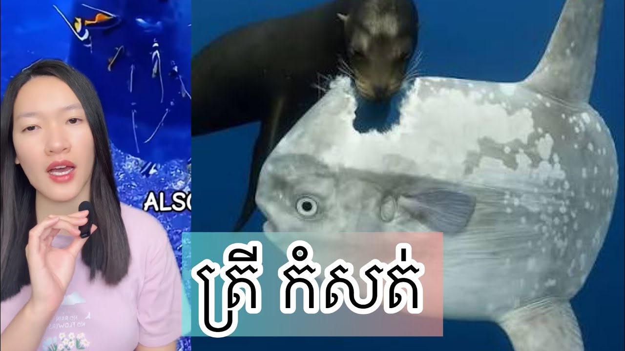 ត្រី កំសត់ មានជីវិតរស់នៅសែន លំបាក - Sad life of ocean sunfish