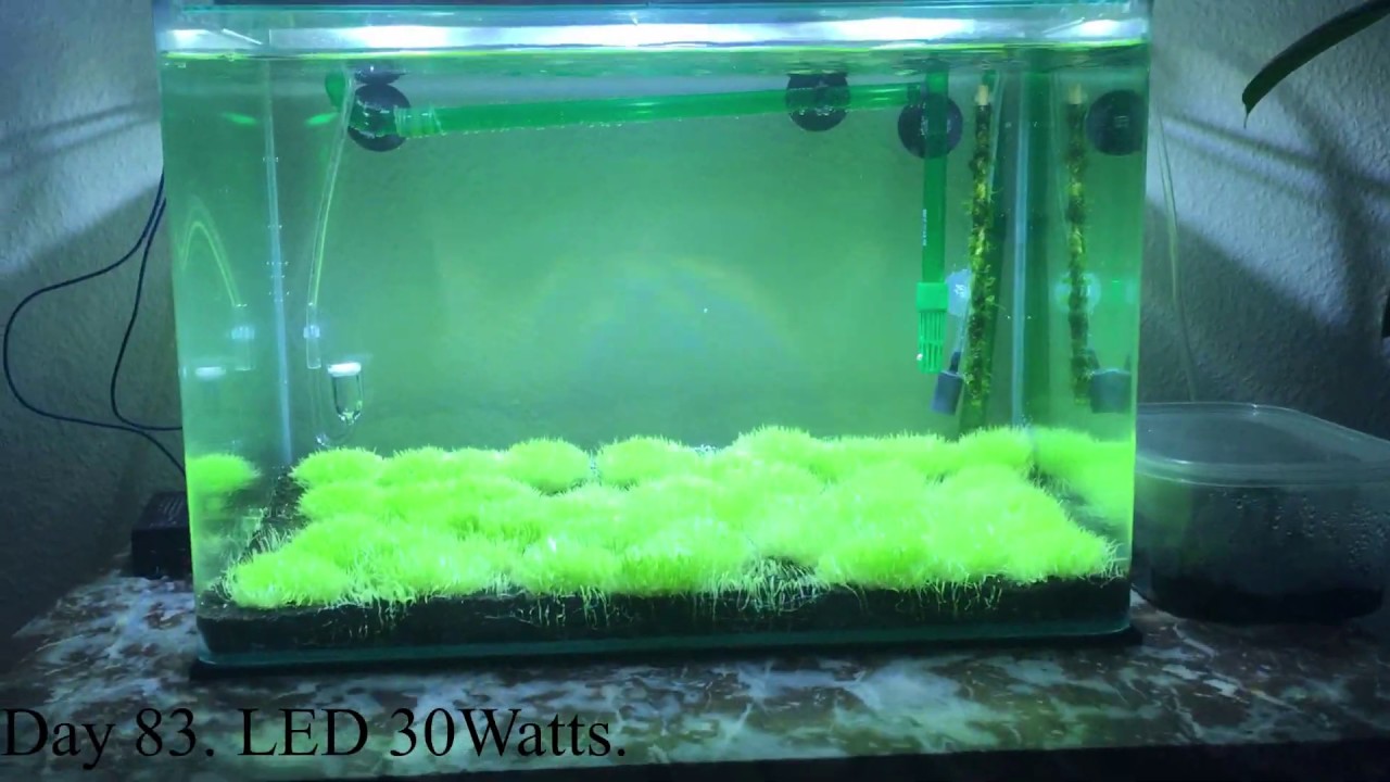 utricularia graminifolia Day 1 to 83 emersed. End submersed pearling.