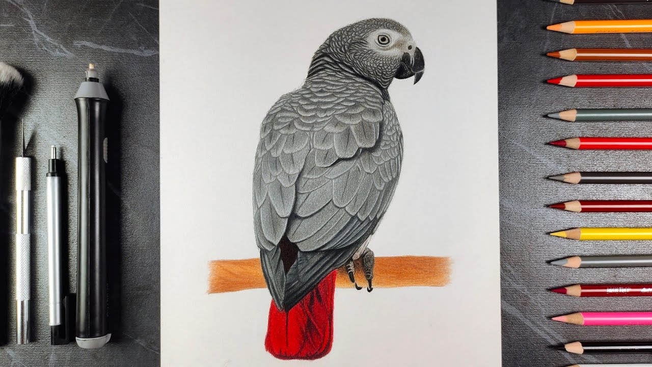 Realistic Grey Parrot Drawing | Colour Pencil Timelapse Art | ‎⁨@ARTISTKISHOR⁩  