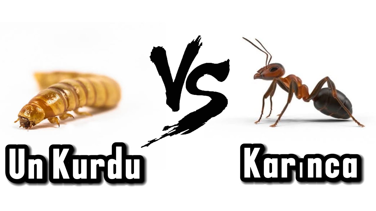Karınca vs Un kurdu, Evde karınca beslemek , Kolonilere Micro un kurdu