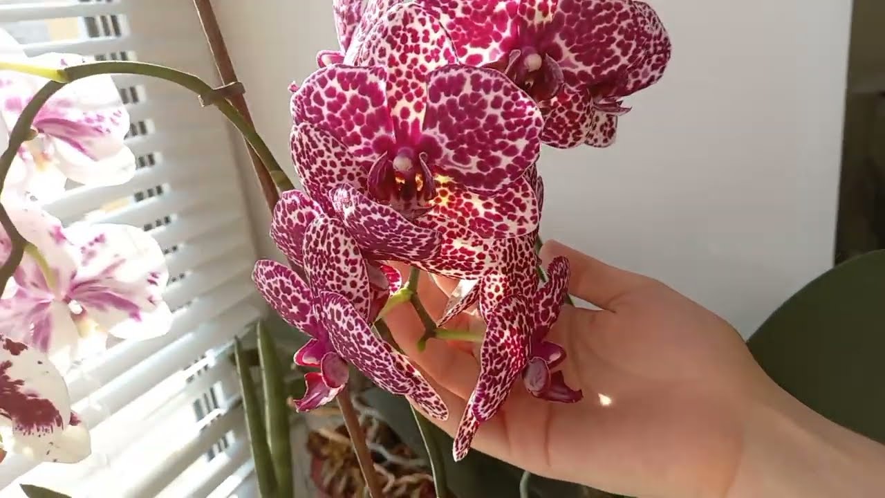 Апрель 2023 Водопад цветов на восточном окне 🌸💚
