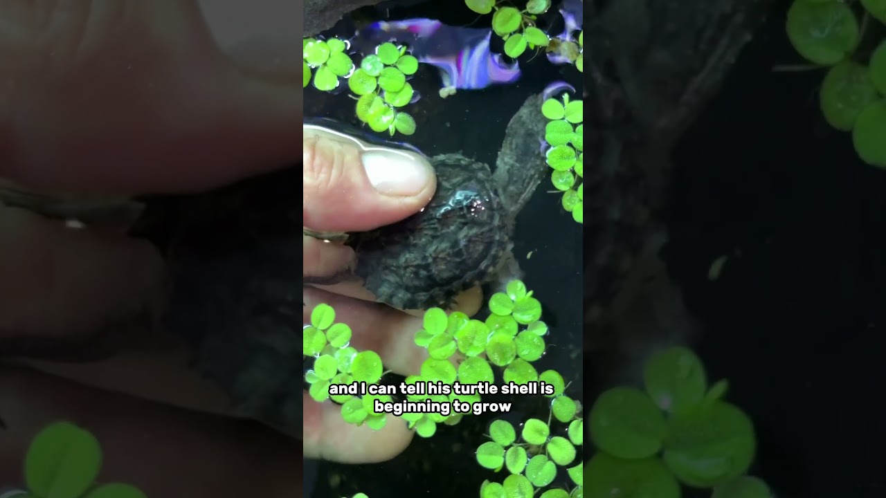 My baby snapping turtles are growing!