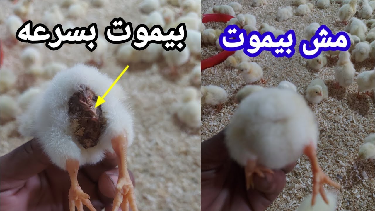 علاج التهاب السره في الكتاكيت في اليوم التاني اهم الادويه المستخدامه