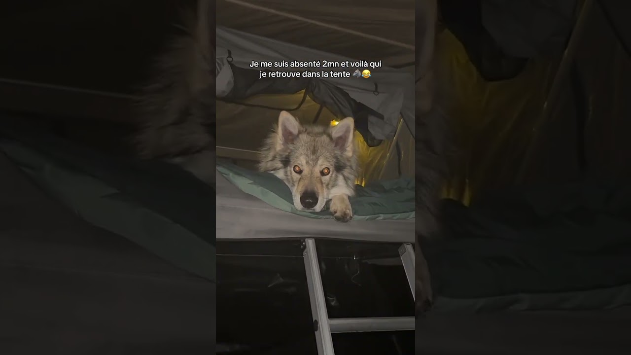 Un loup dans ma tente 🐺😱 