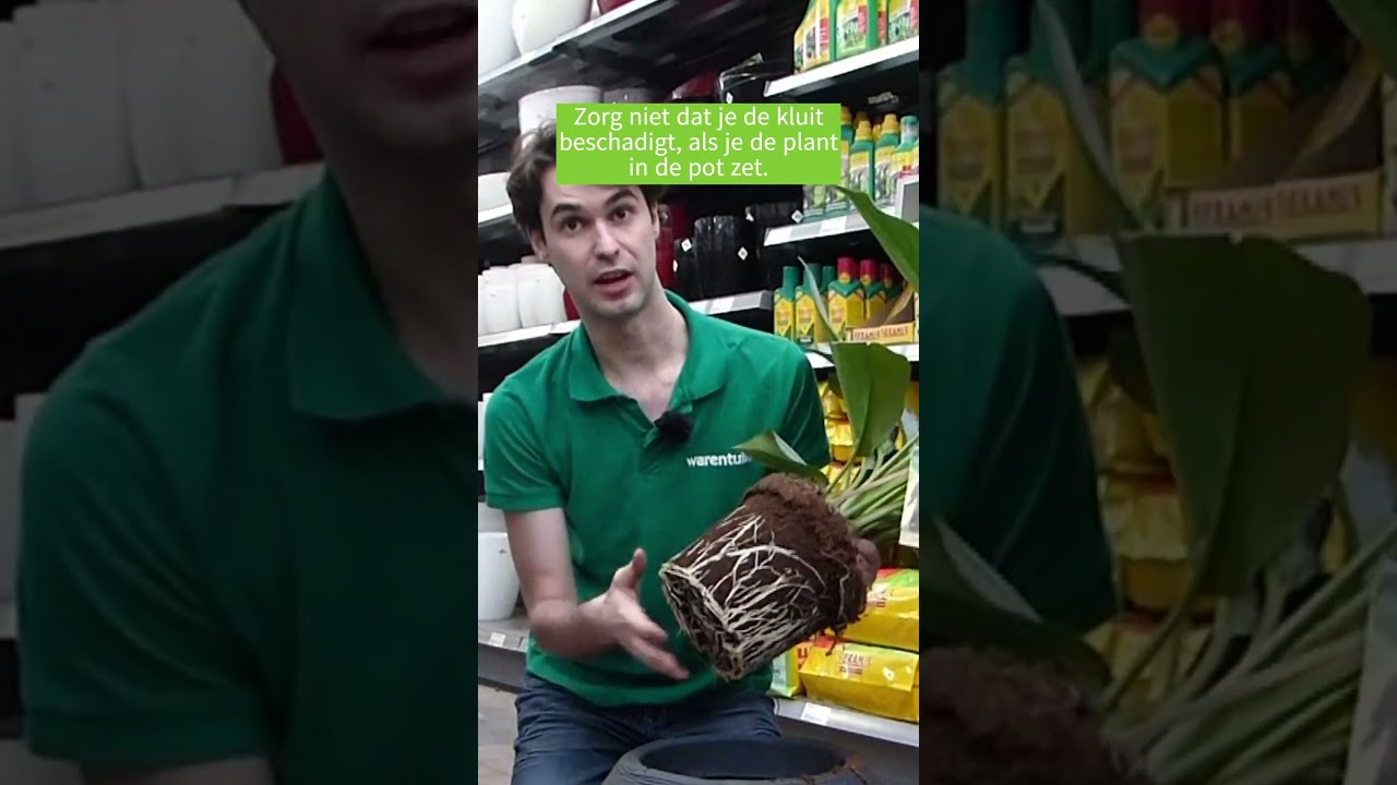 Grote kamerplant oppotten - Warentuin