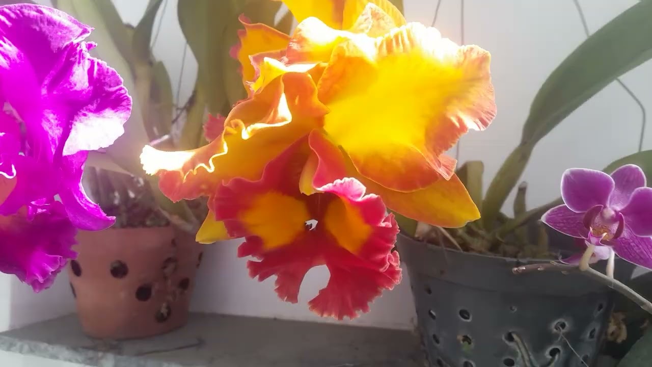 cach dưỡng lan catlaya to khoe va ra hoa