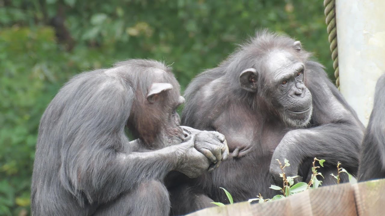 所詮この世は仮の宿、ならばモモコを見習おう　多摩動物公園　チンパンジー　02510