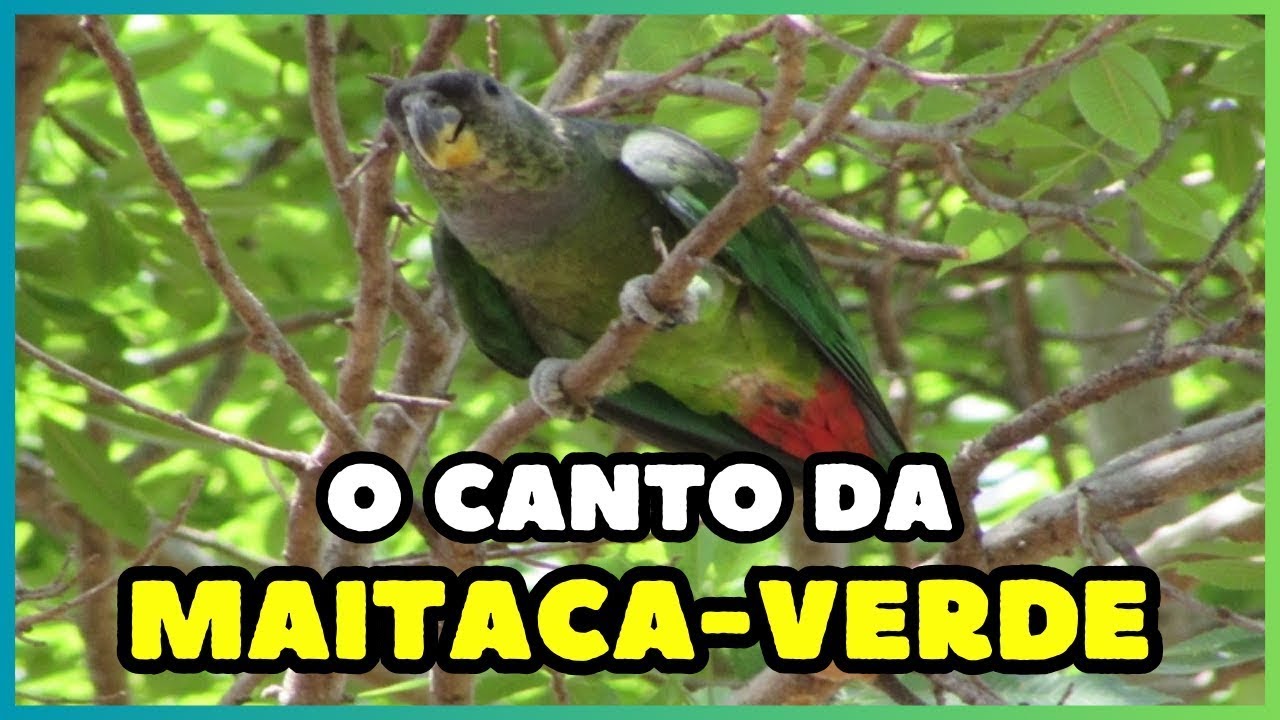 O canto da MAITACA-VERDE (Pionus maximiliani) | Scaly headed Parrot