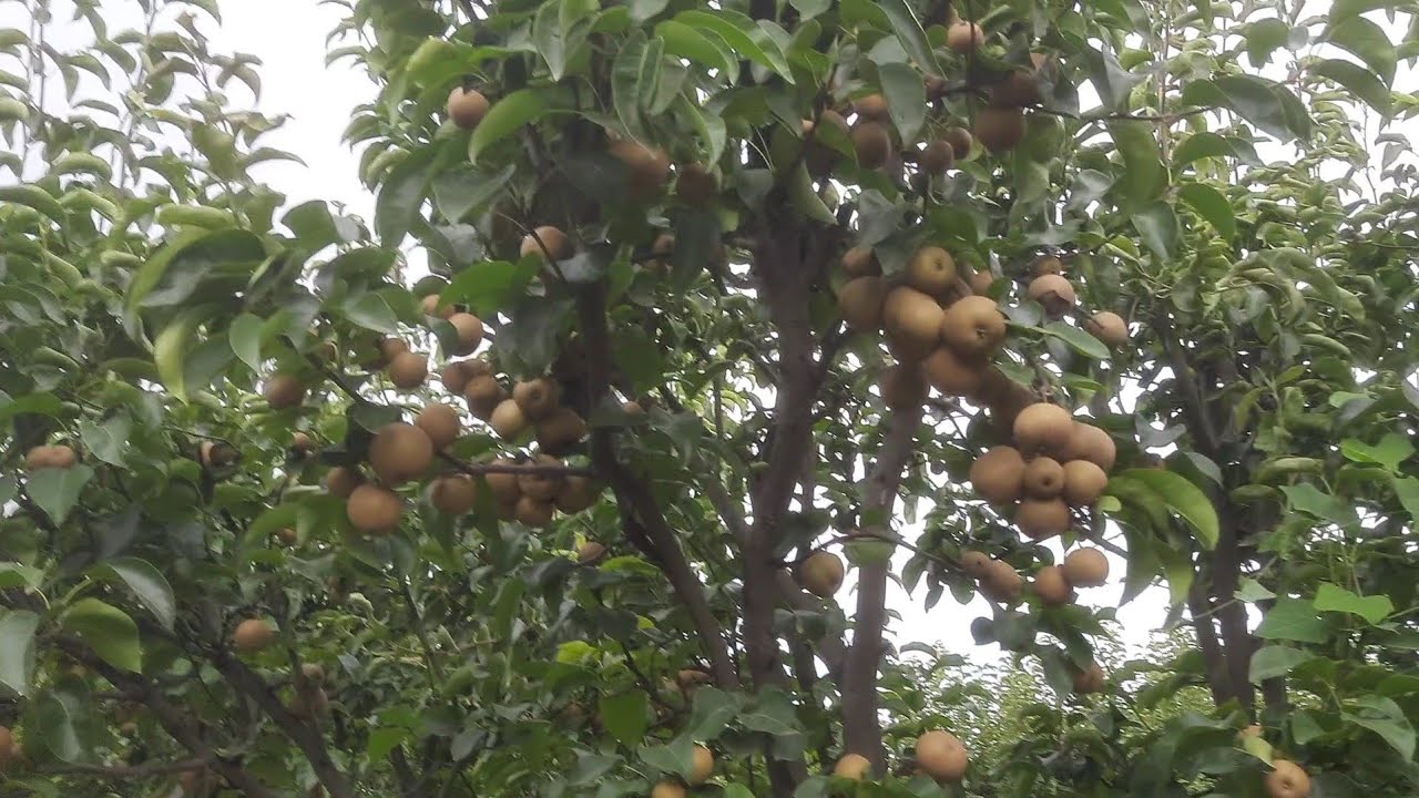 गर्म जलवायु क्षेत्र में होने वाले Nijisseiki (brown pear) फल की जानकारी|9467575721