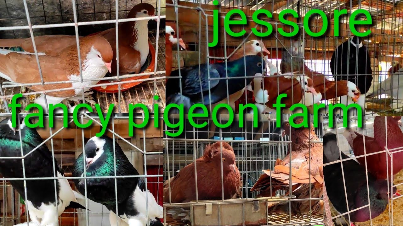 fancy pigeon farm Jessore...যশোরের ফেন্সি কবুতর খামার।অসাধারণ সব কবুতরের সংগ্রহ।
