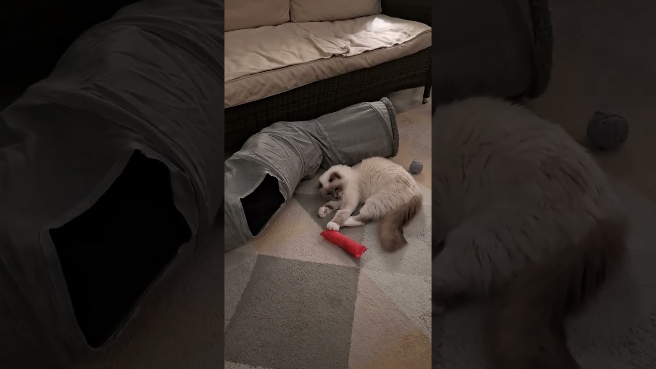 Birman kittens Mylo and Toby 