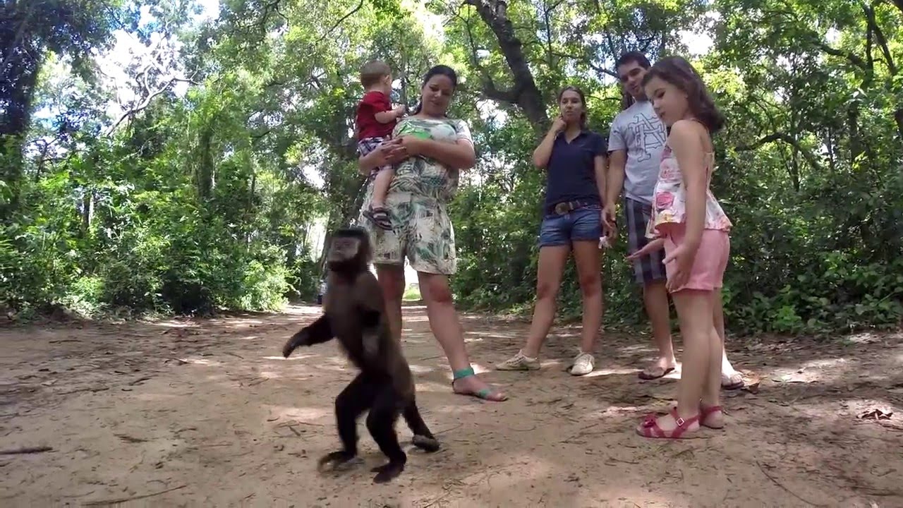 2015 - SJRP - Mata dos Macacos