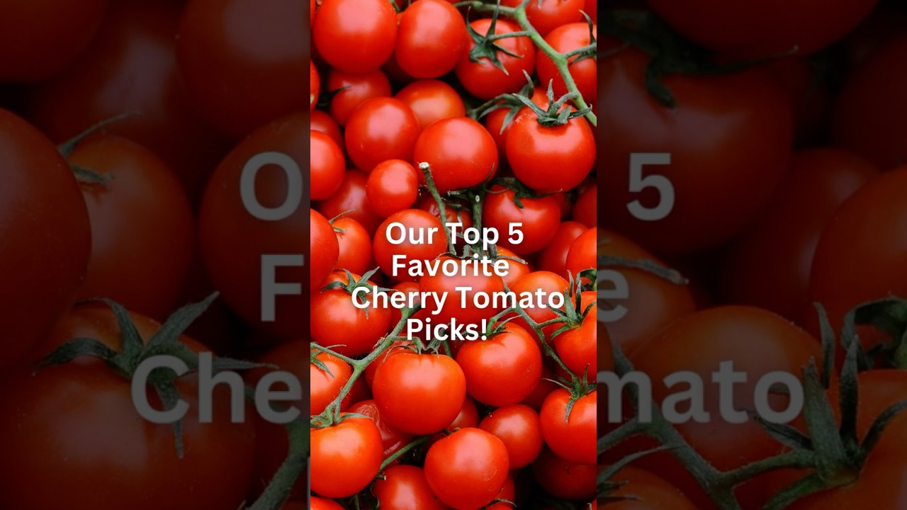 Our Top 5 Favorite Cherry Tomato Picks!