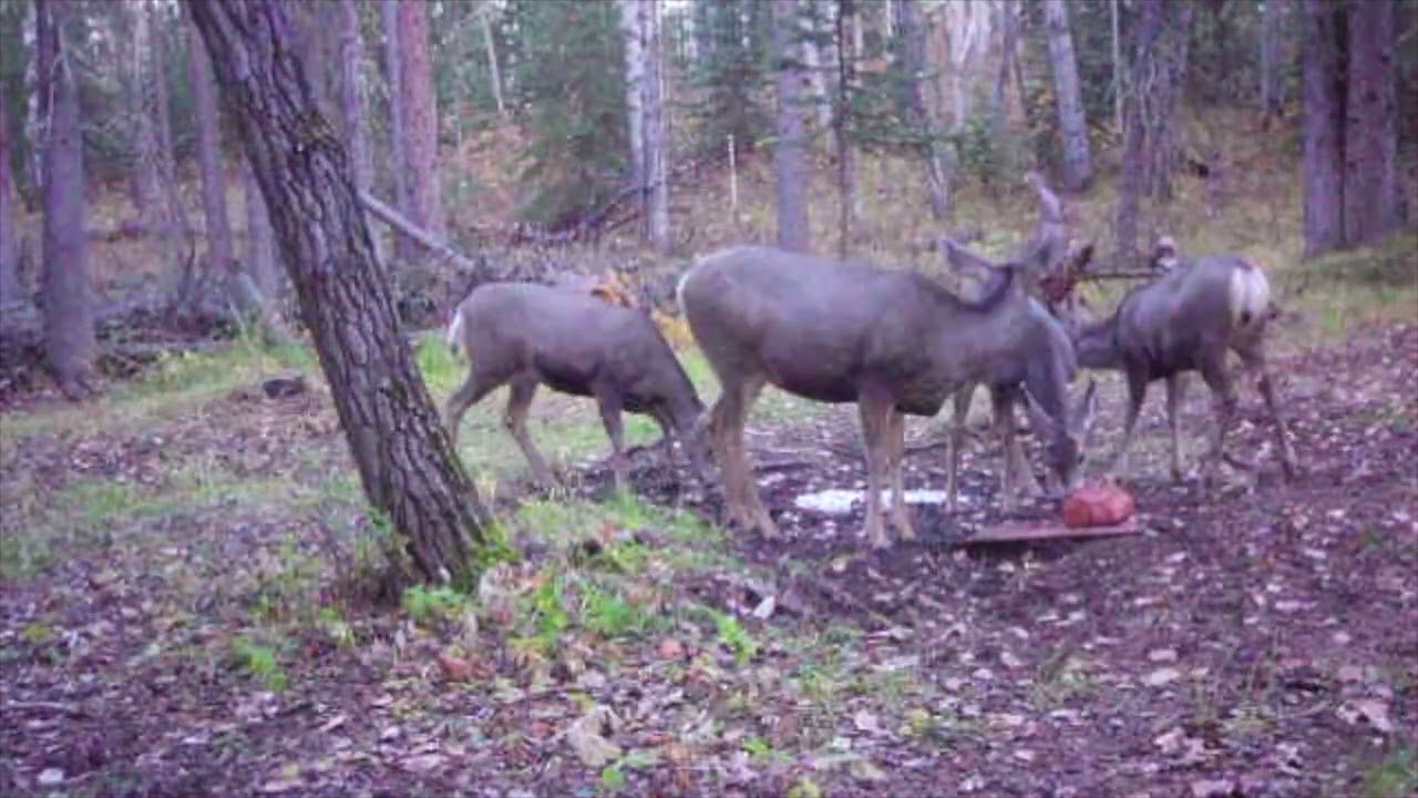 Game Cam 24 5