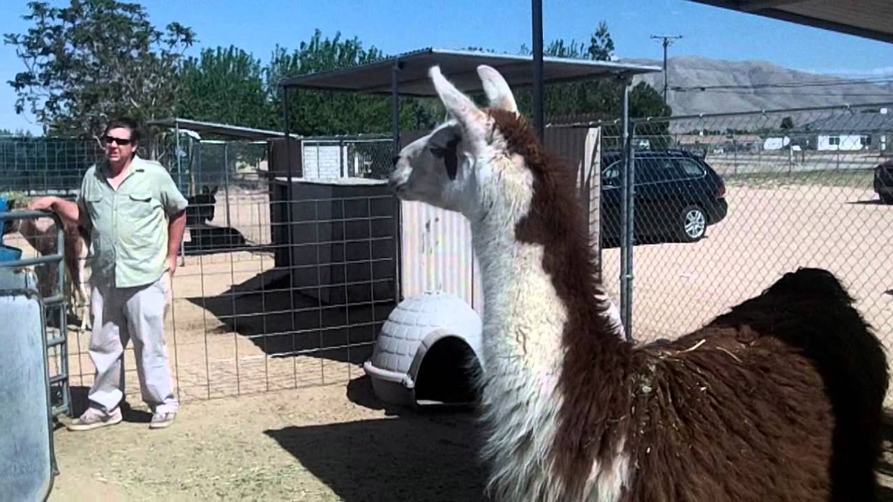 Zoo Animals at the Hesperia California Zoo