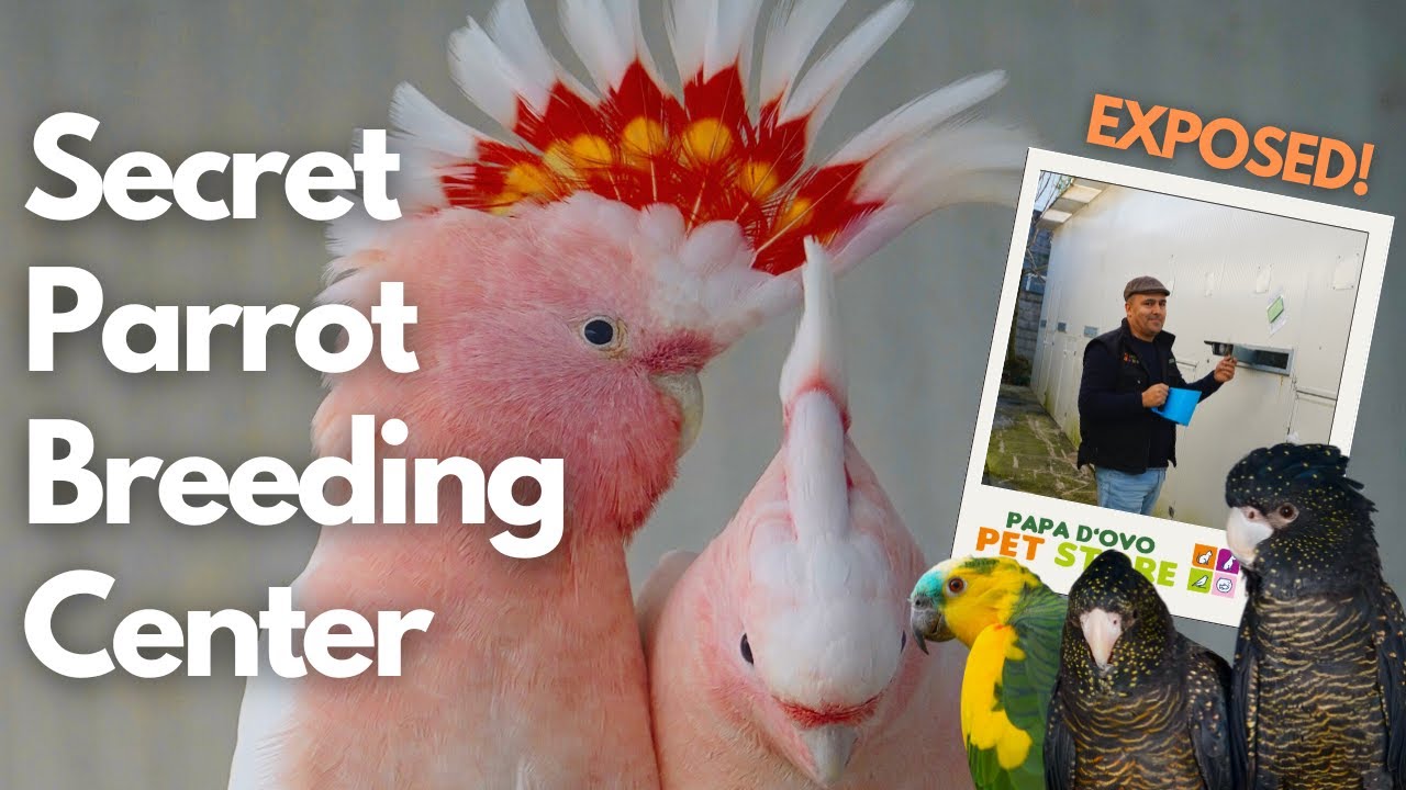 Secret Portuguese Parrot Breeding Center EXPOSED!