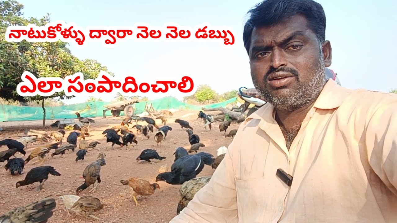 నాటుకోళ్ళు ద్వారా నెల నెల డబ్బు ఎలా సంపాదించాలి