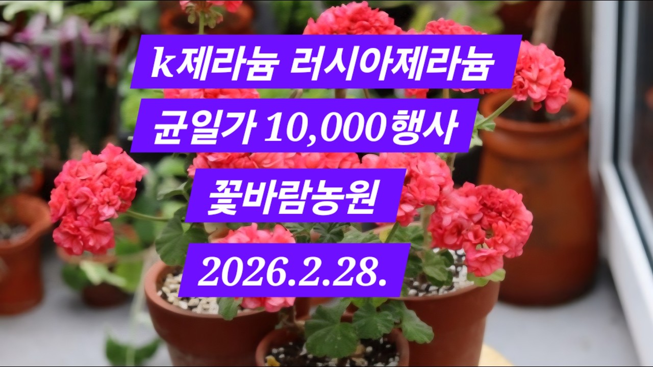 [완판]K제라늄 러시아제라늄 균일가 10,000 행사!! 문의 010-7387-0806#다이아하얀목련#송귀염#아름다운미소#송겨울#엘부르스#나스타샤필리포브나#이리올마담조야#메를레종2