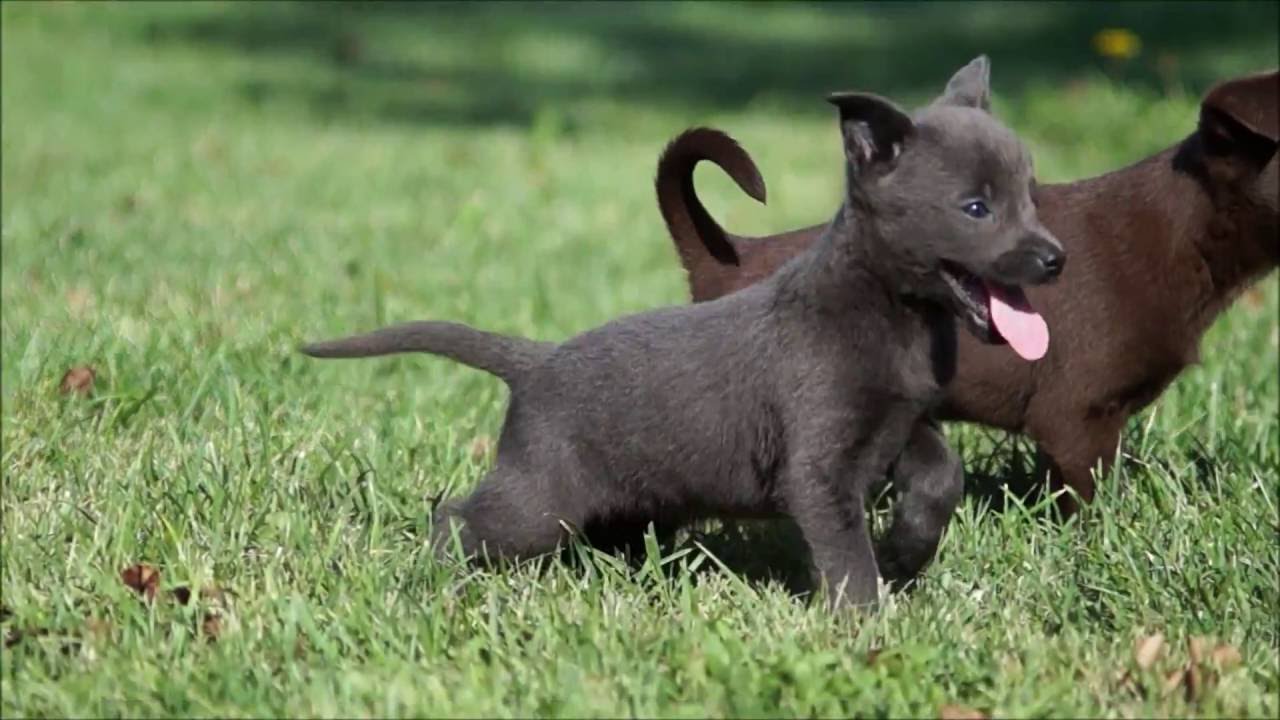Australian Kelpie Puppies