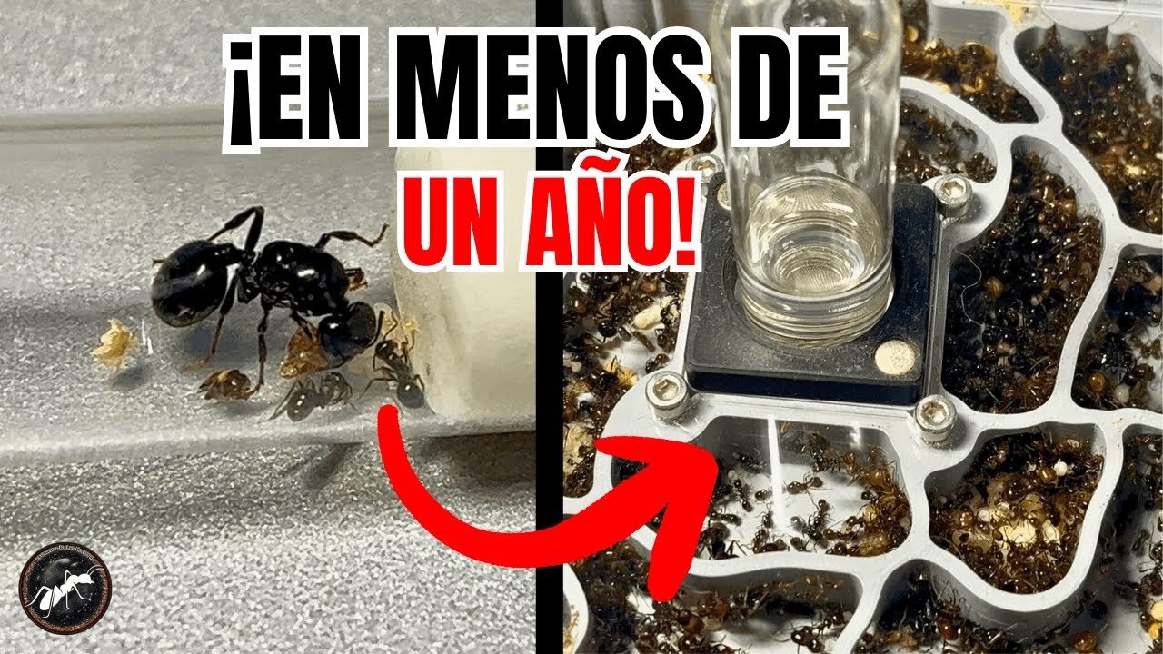 Cómo CRIAR Messor Barbarus 🐜🔥 Guía Completa 2025