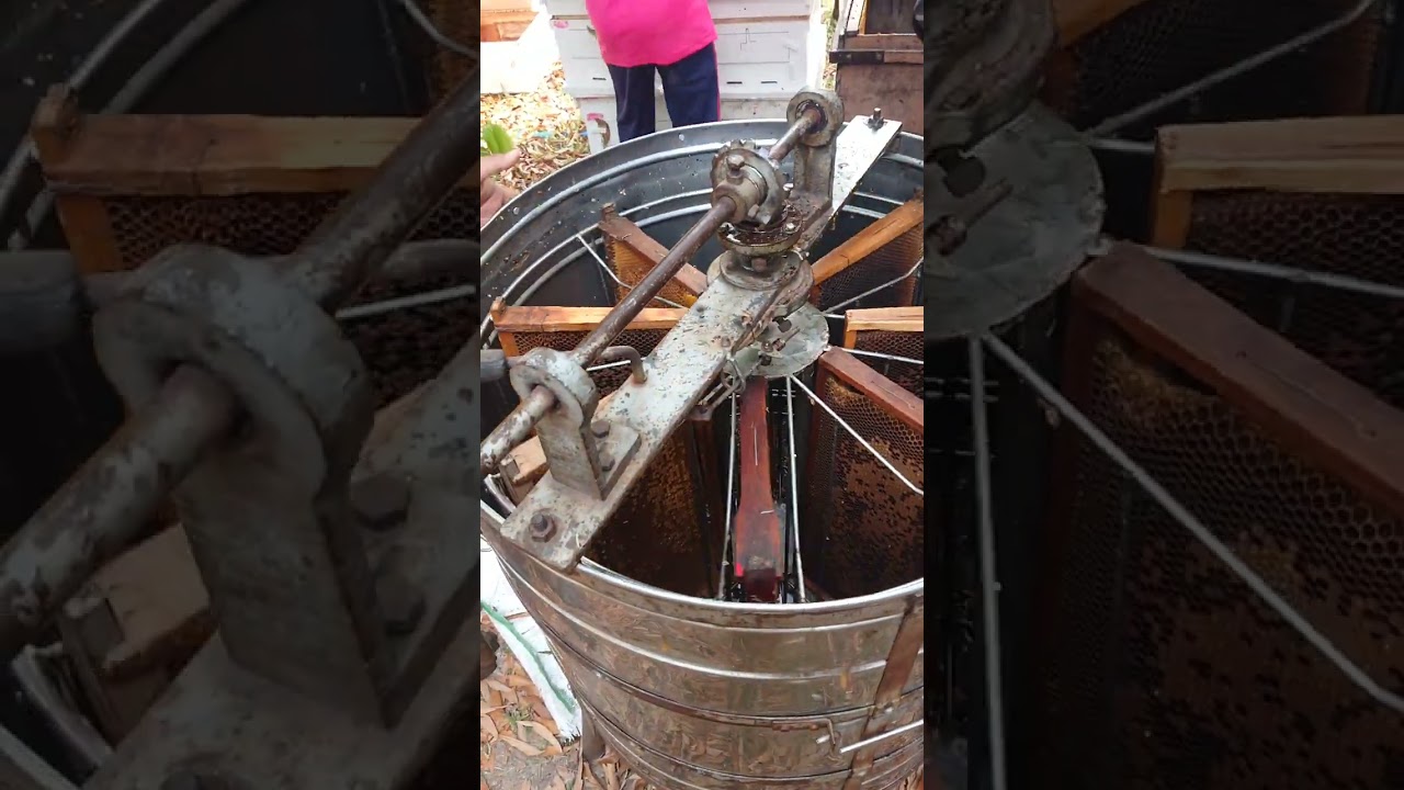 Honigernte Thailand (mellifera Bienen)