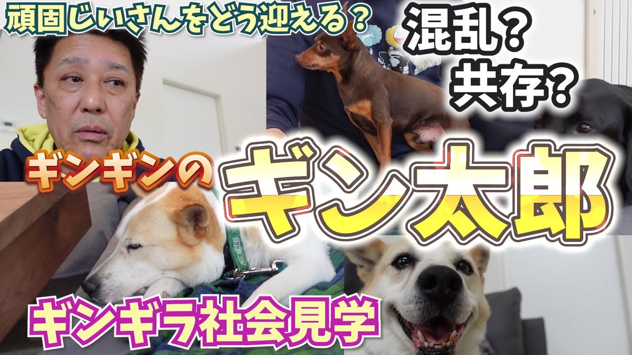 頑固なおじいちゃんギン太郎が坂上家で過ごす一日〜ママさんと26兄弟さんのおもてなし