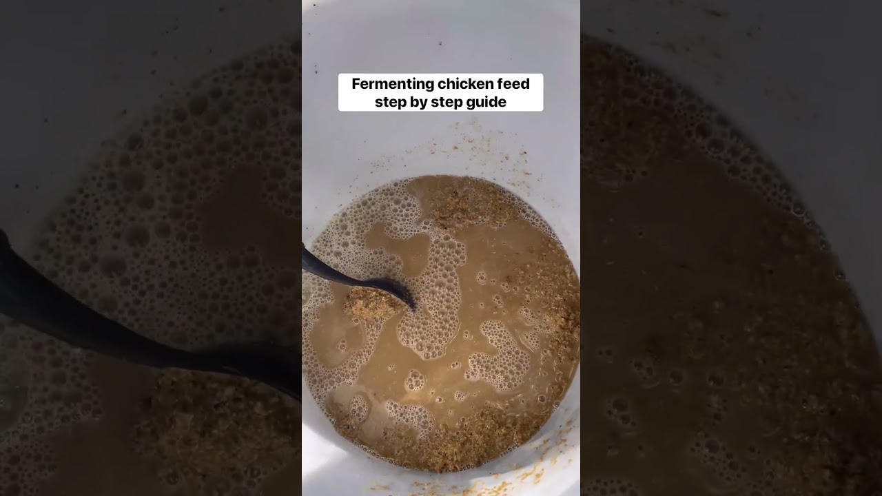 How to ferment chicken feed. #chickens #poultry #chicks #farming #hens #egg #homestead #shortsvideo
