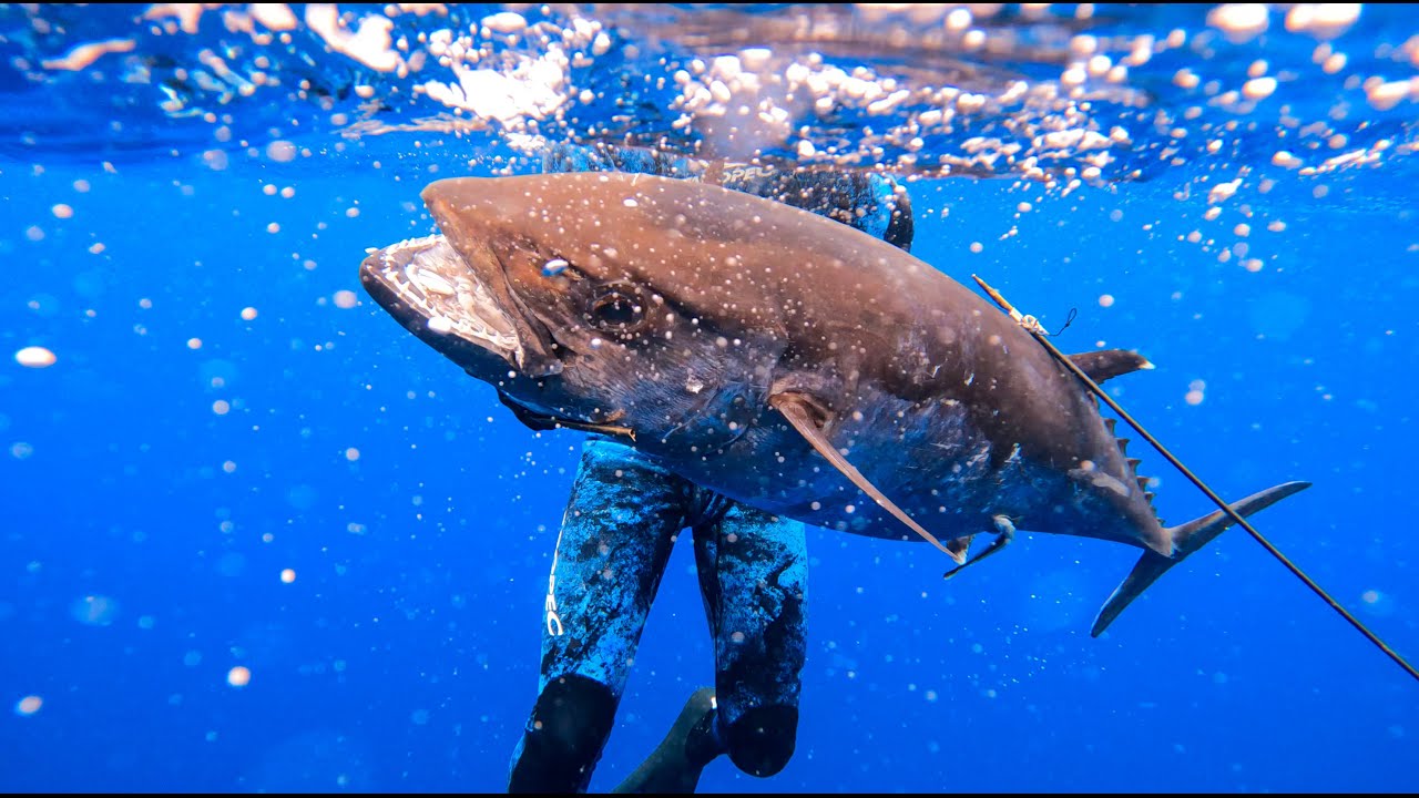 Spearfishing GIANT Tuna In The South Pacific