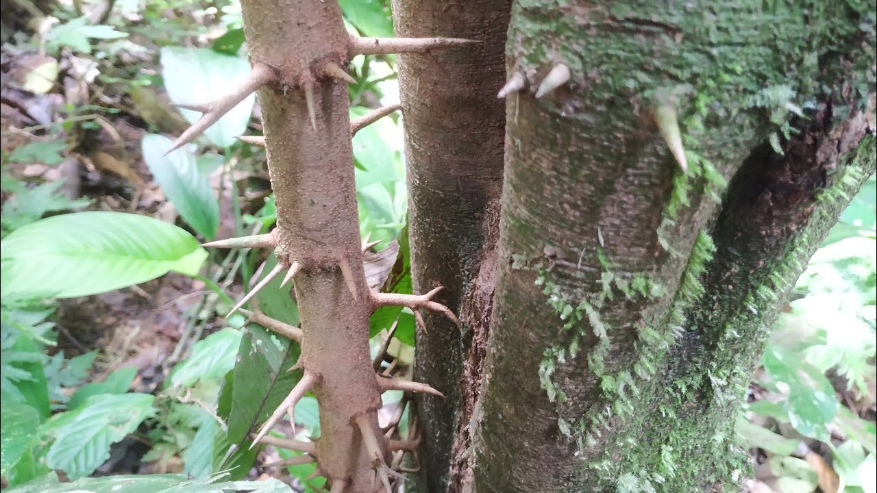 Flacourtia jangomas - foraging for spiny Indian Plum in Borneo jungle