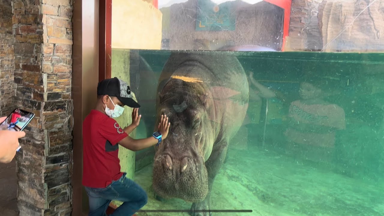 DubaiSafari: 🐅Part 1 -African Pavalion🐆🦍🦓🦧🐍🐘 and much more…