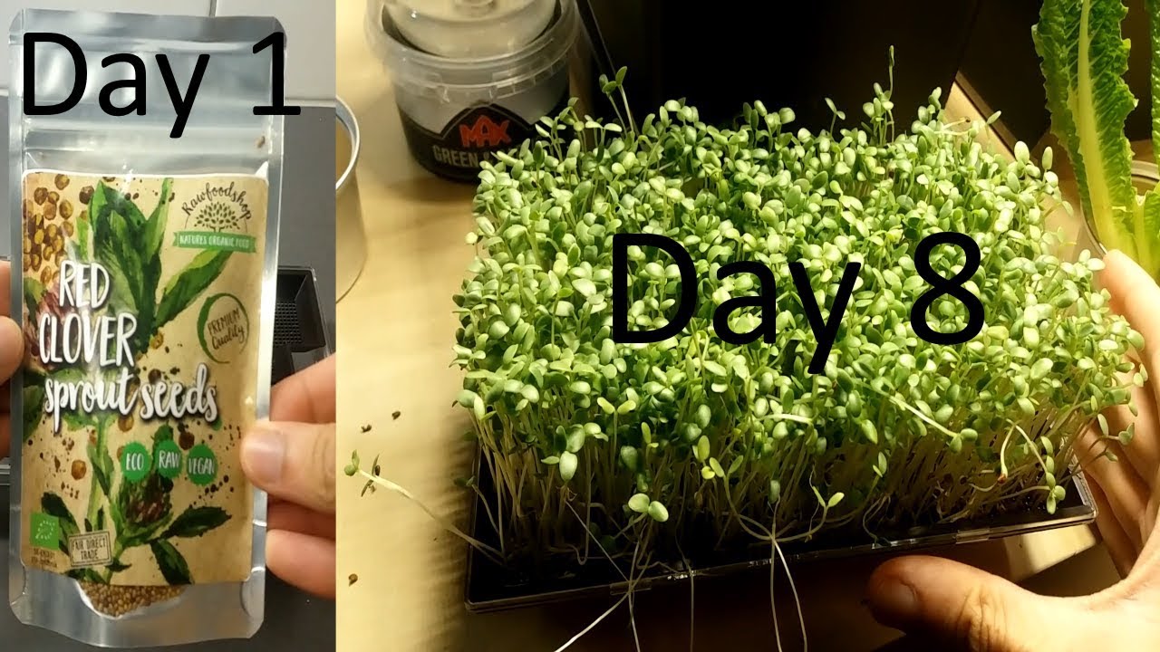 Red Clover Microgreens Grown In Sprouting Tray