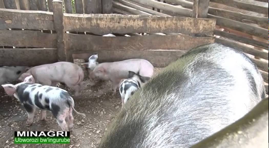 UBWOROZI BW'INGURUBE Ubuhinzi mu Rwanda-Rwanda agriculture