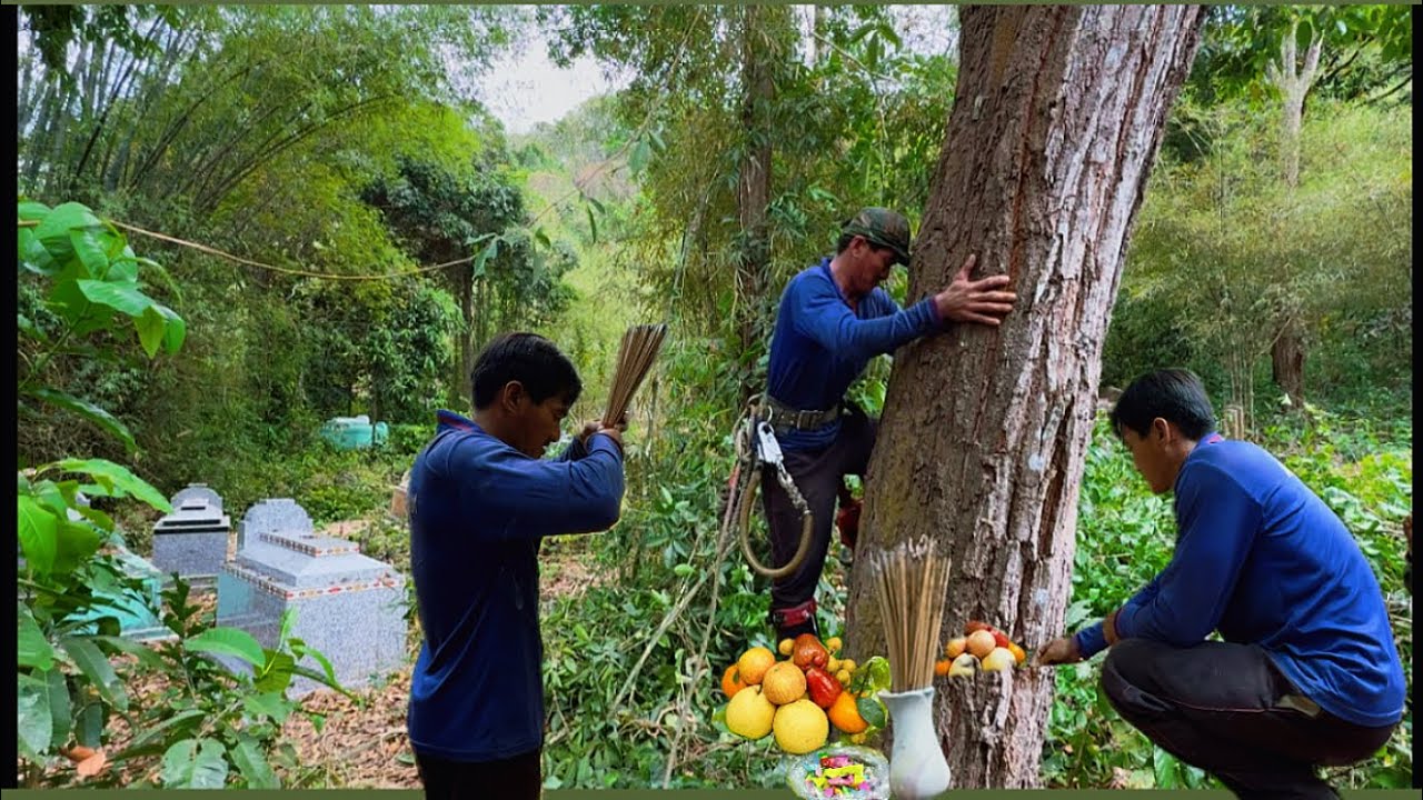 Cưa c&acirc;y sến si&ecirc;u to nghi&ecirc;ng qua nh&agrave; mồ khu nghĩa địa Ba Ch&uacute;c cưa kĩ an to&agrave;n ￼