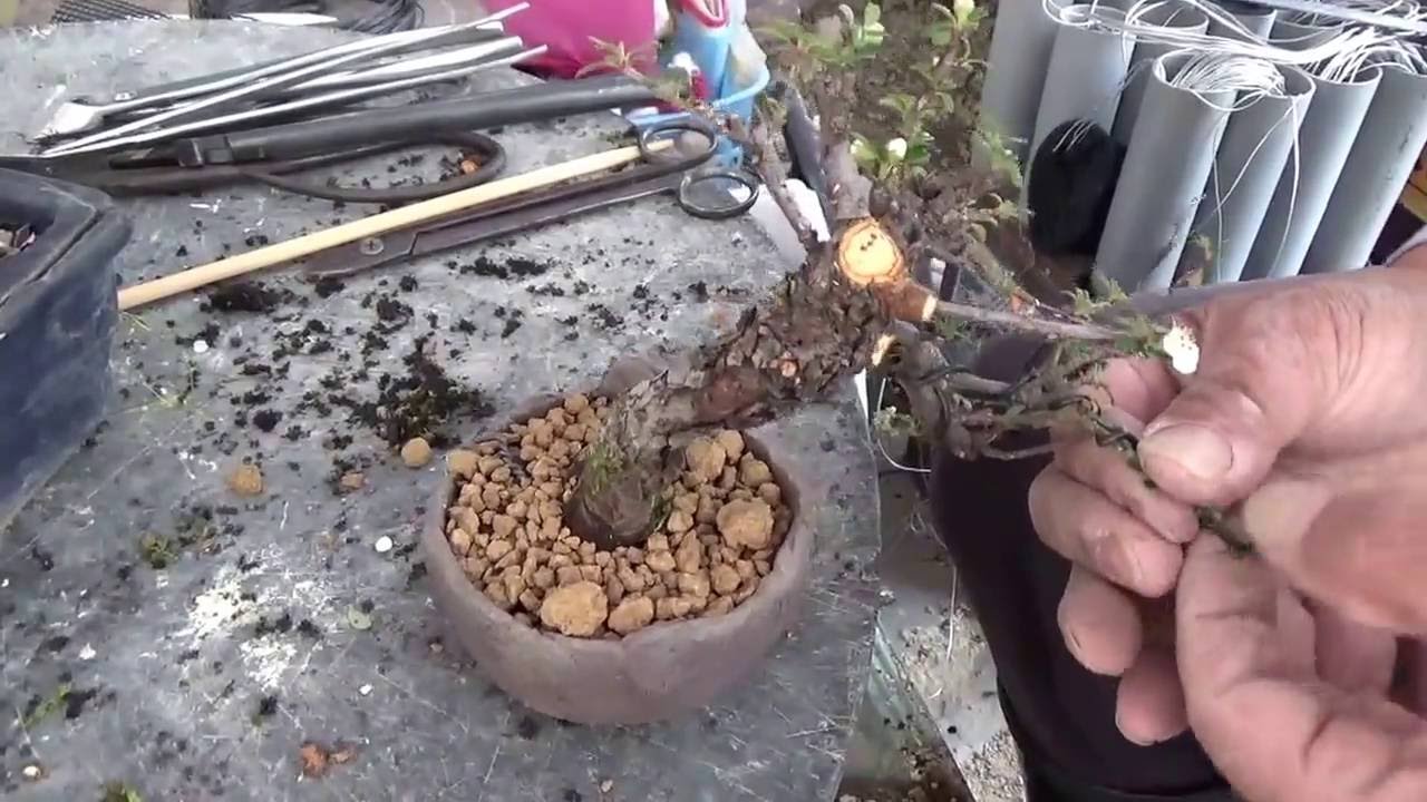 Cotoneaster Bonsai.  trim and change the pot. 盆栽の作り方