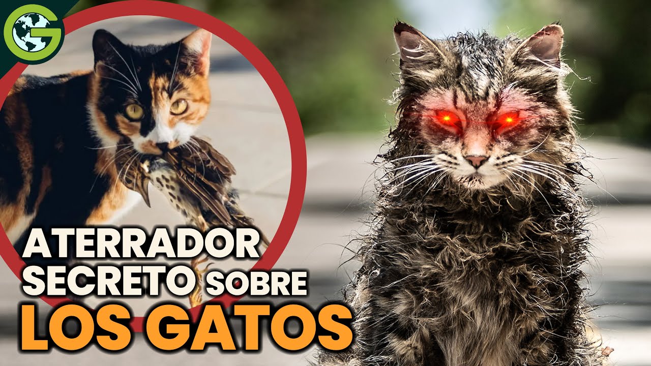 ¿Los GATOS son un DESASTRE para la BIODIVERSIDAD? 🐱