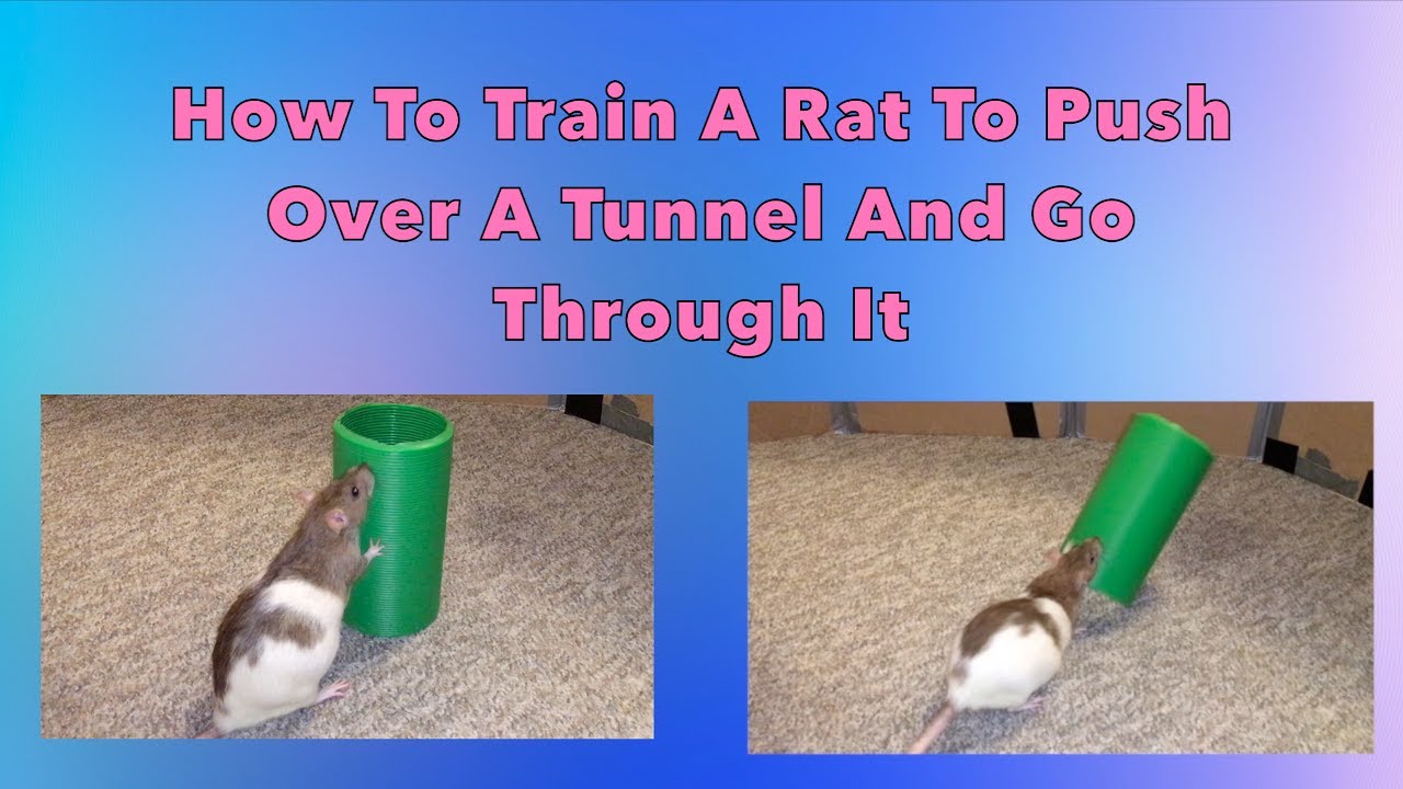 How To Train A Rat To Push Over A Tunnel + Go Through It