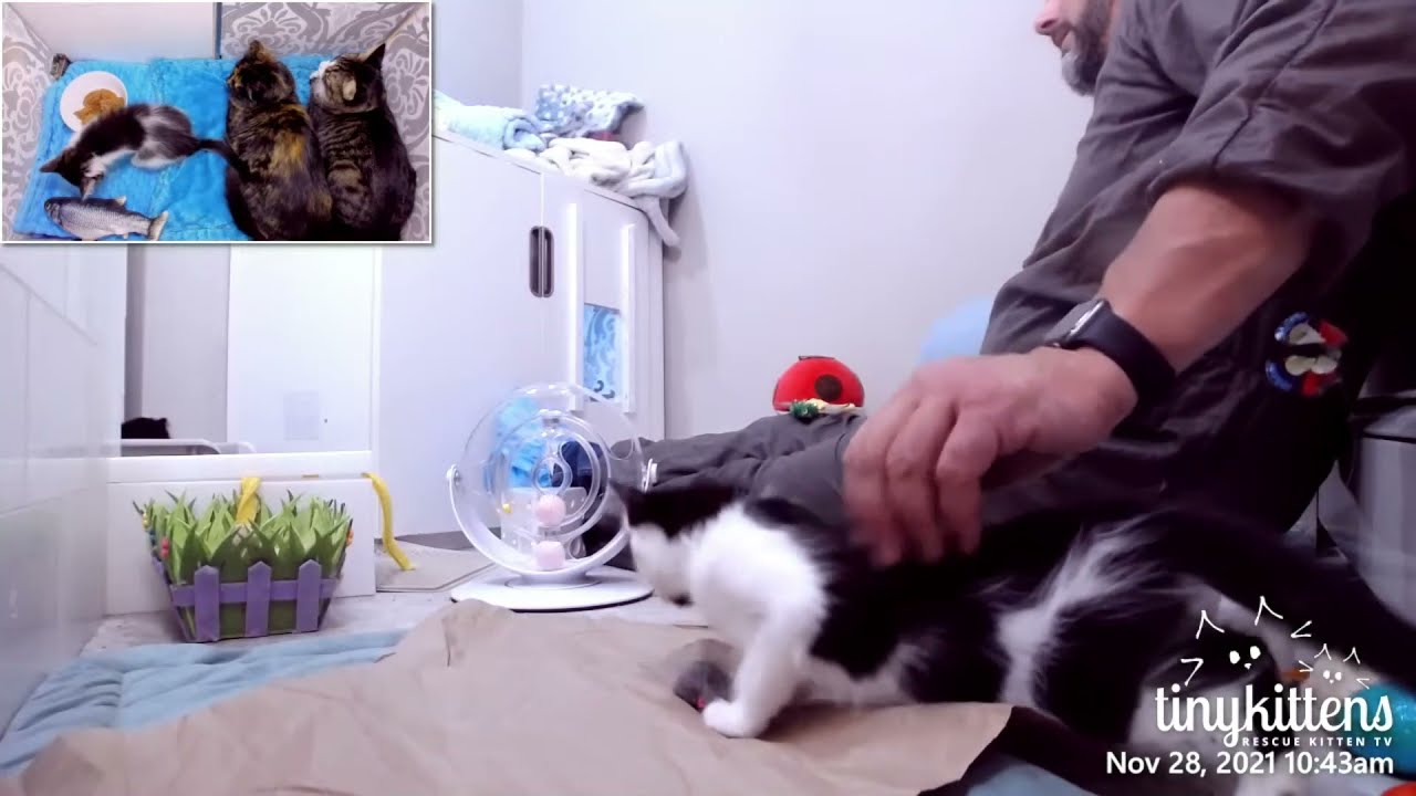 Unka Dave visits The B Team Kittens!