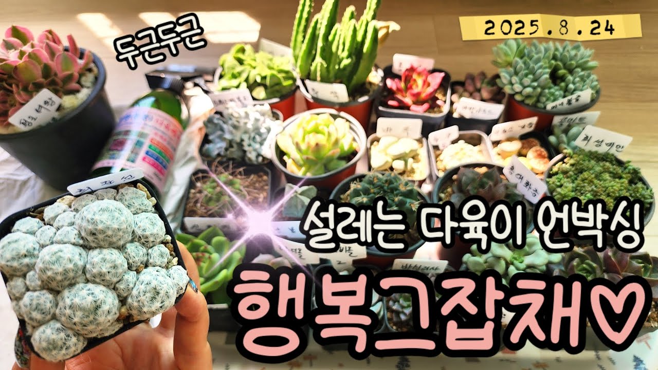 우와! 예쁜것들 천지잖아!!😆 신상다육이부터 국민다육, 희귀선인장, 리톱스, 에오니옴까지! 다 있는 [이천 하늘아래정원] 언박싱❤️