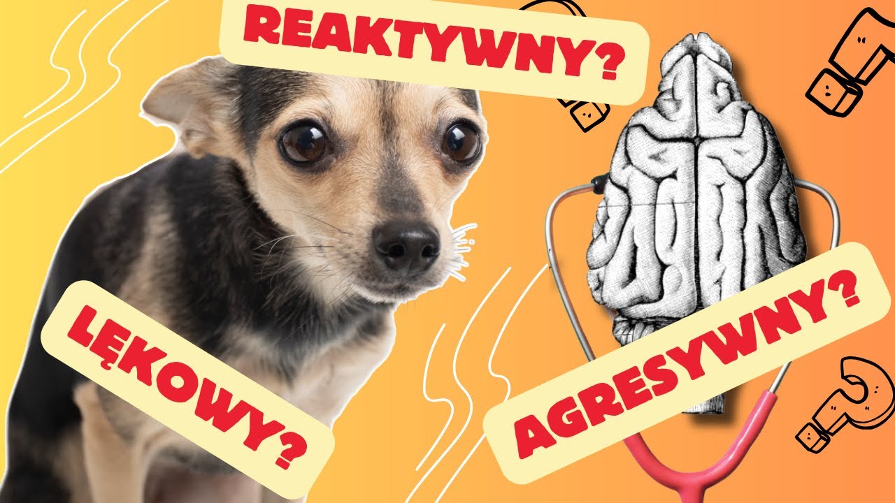 Czy mój pies jest 🔥REAKTYWNY🔥??? Lękowy?? Agresywny?