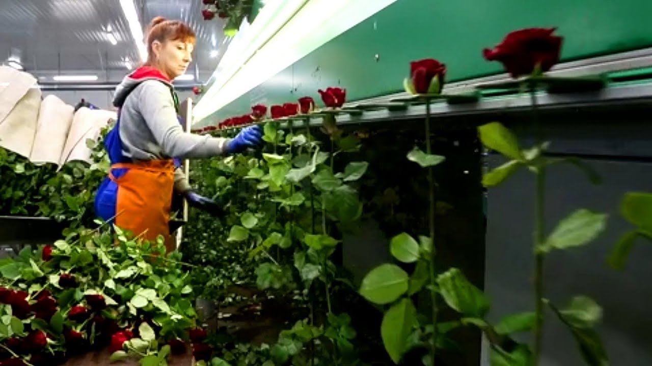 Collection and sorting of roses. Сбор и сортировка роз в тепличном комбинате Юг Агро
