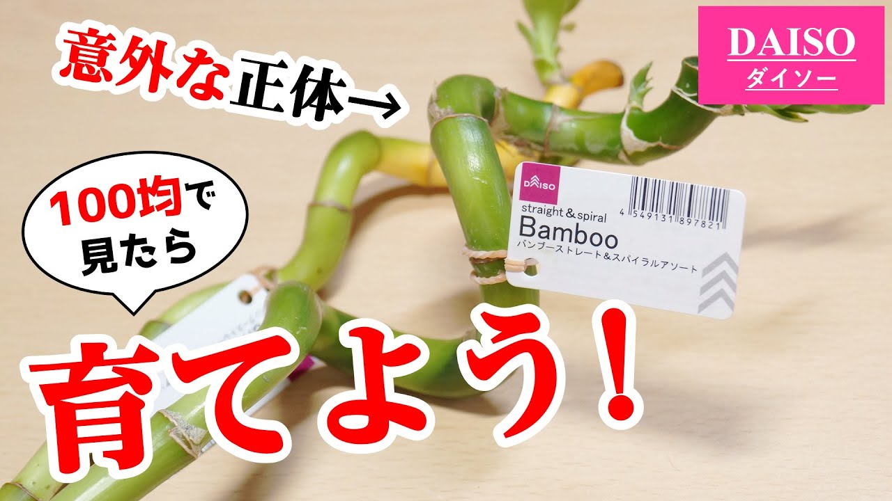 100均観葉植物のコレ、実は○○です【ミリオンバンブー】