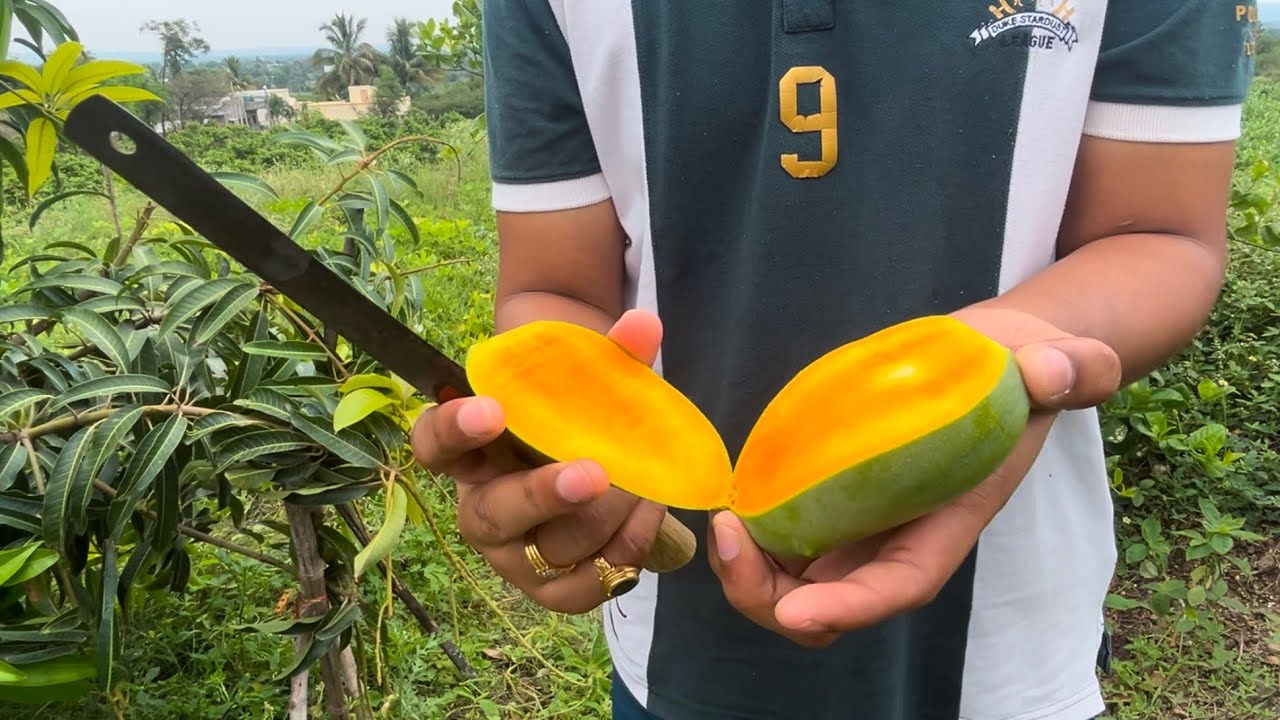 How to harvest kesar mango || Kesar mango farming in Maharashtra ||Top quality organic mango farming