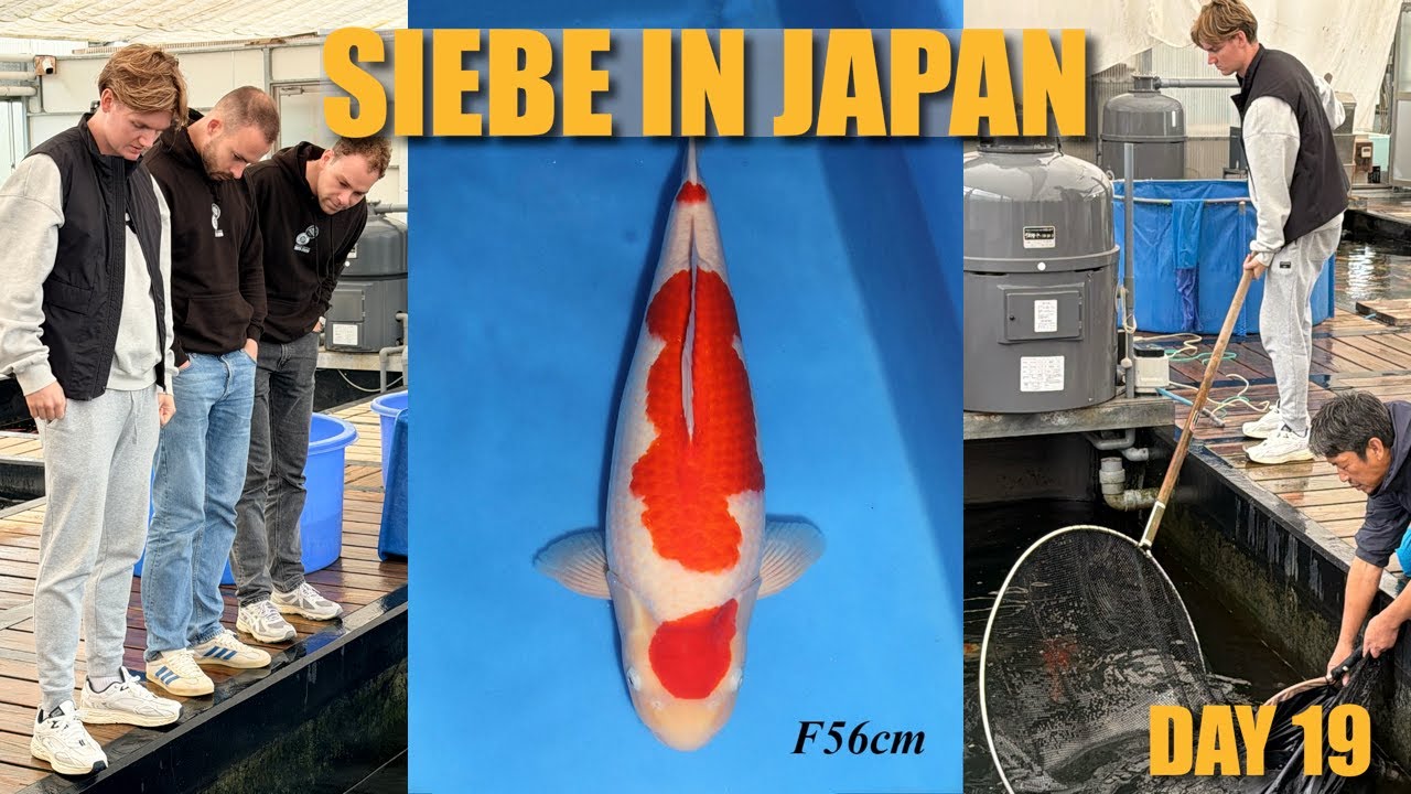 NND & Odakan NEW Selections & Dainichi Auction | Siebe In Japan Day 19